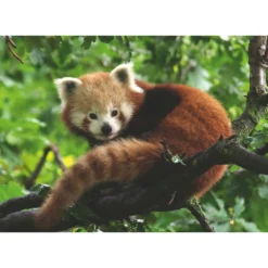 Ravensburger Puzzel Rode Panda - 500 Stukjes -Speelgoed Winkel 1995572 ce67ac6c